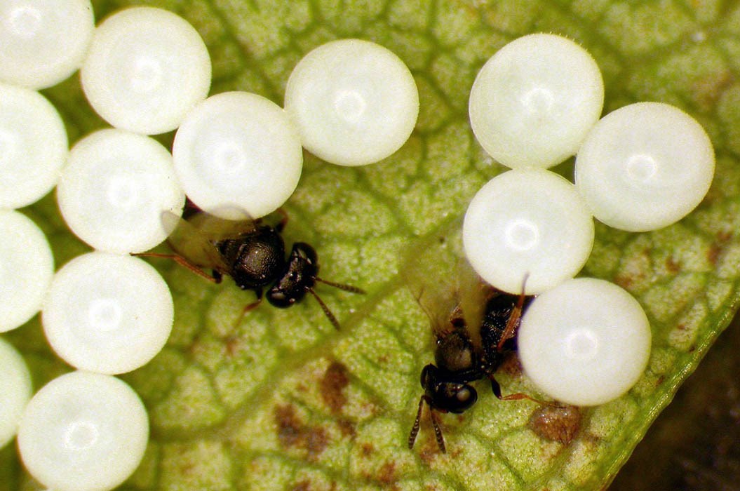 Natural enemy Natural enemy; parasitoid wasps (Trissolcus halyomorphae) parasitizing eggs of brown marmorated stink bug (Halyomorpha halys).