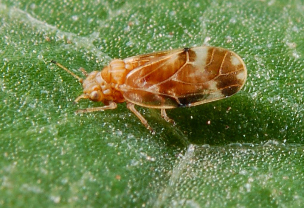 Natural enemy The Psyllid, Aphalara itadori (Homoptera), a natural enemy of Japanese knotweed (Fallopia japonica). Adult.