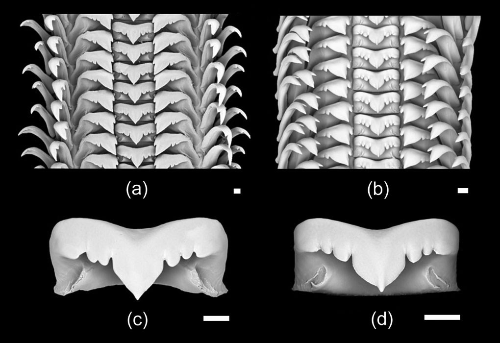 Radular morphology of Pomacea maculata and Pomacea canaliculata Radular morphology of Pomacea maculata (a & c) and Pomacea canaliculata (b & d). c & d are rachidian teeth. All scale bars = 100 µm.