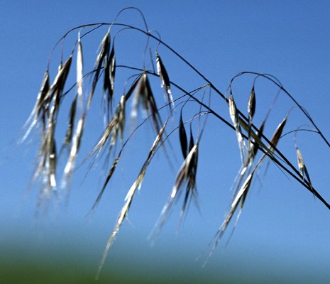 Panicle Nodding panicle of B. tectorum.