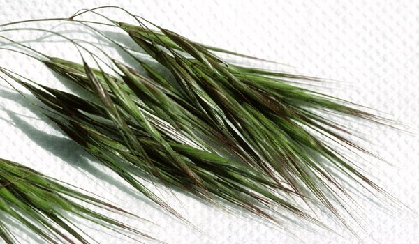 Spikelets Spikelets of B. tectorum.