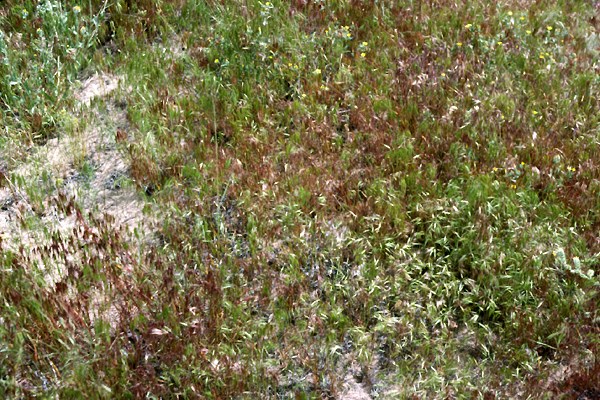 Habit Looking directly down on a dense stand of B. tectorum.
