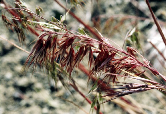 Maturing panicle Panicle of B. tectorum during the red colour stage that occurs just before maturity.