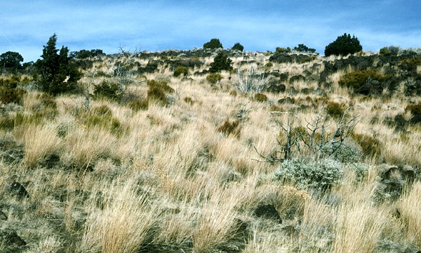 Semi-arid rangeland Semi-arid rangeland in the Intermountain Area of the western USA in excellent ecological condition. Juniperus occidentalis woodland with Artemisia tridentata shrub layer and an understorey of the perennial grass Pseudoroegneria spicata. The site has been invaded by B. tectorum, but the abundance of native herbaceous perennials suppresses the exotic annual.