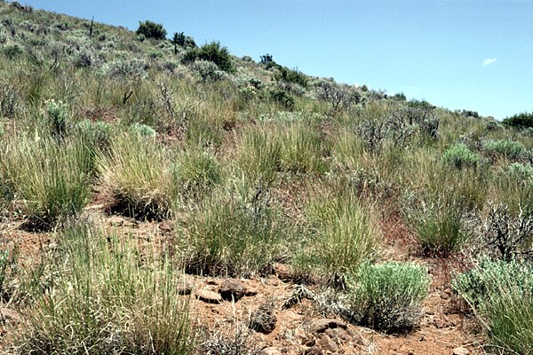 Semi-arid rangeland Semi-arid rangeland in the Intermountain Area of the western USA in excellent ecological condition. Juniperus occidentalis woodland with Artemisia tridentata shrub layer and an understory of the perennial grass Pseudoroegneria spicata. The site has been invaded by B. tectorum, but the abundance of native herbaceous perennials suppresses the exotic annual.