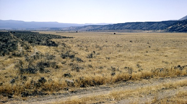 Wildfire site If the native perennial grasses are depleted by excessive grazing, B. tectorum will gain dominance of the understorey and the site will burn in a wildfire. After a fire the woody species will be gone and the exotic annual will have complete dominance. The site will be closed to recruitment of seedlings of native perennial species.