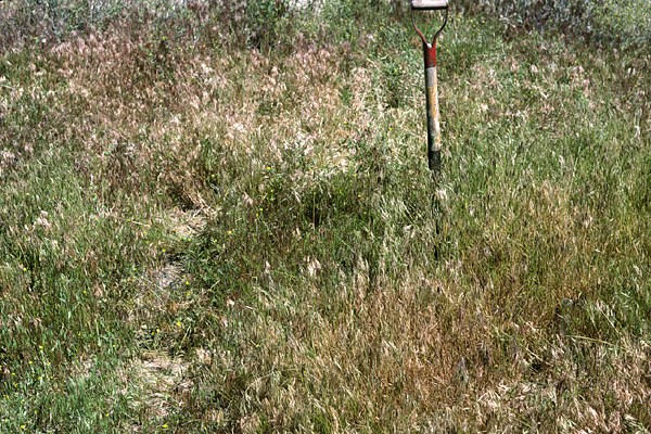 Control treatment Control treatment in a nitrogen immobilization experiment in the salt deserts of the Intermountain Area of western North America. The site is in the 100 mm precipitation zone, but above average precipitation produced the dense stand of B. tectorum. Note spade is 1 m high.