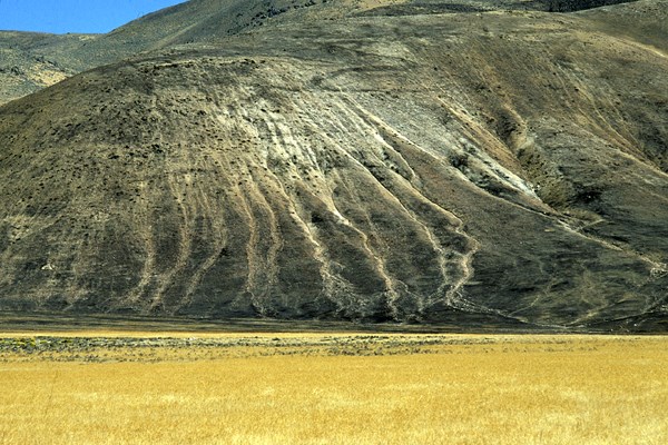 Wildfire site When a B. tectorum dominated site burns, the soil surface is exposed to accelerated erosion. A high intensive summer thunder storm hit the slope after a wildfire causing the erosion. Unburned B. tectorum in the valley bottom.