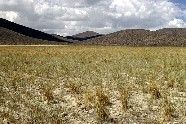 Artificially seeded perennial grasses The cycle of B. tectorum invasion and wildfires on rangelands can be broken through weed control and artificially seeding perennial grasses.