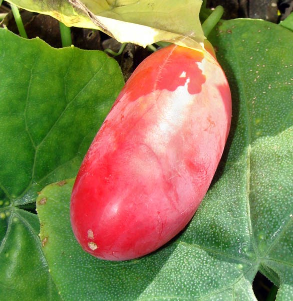 Fruit Coccinia grandis (scarlet-fruited ivy gourd, tam lung); ripe fruit. Sand Island, Midway Atoll. May, 2008.