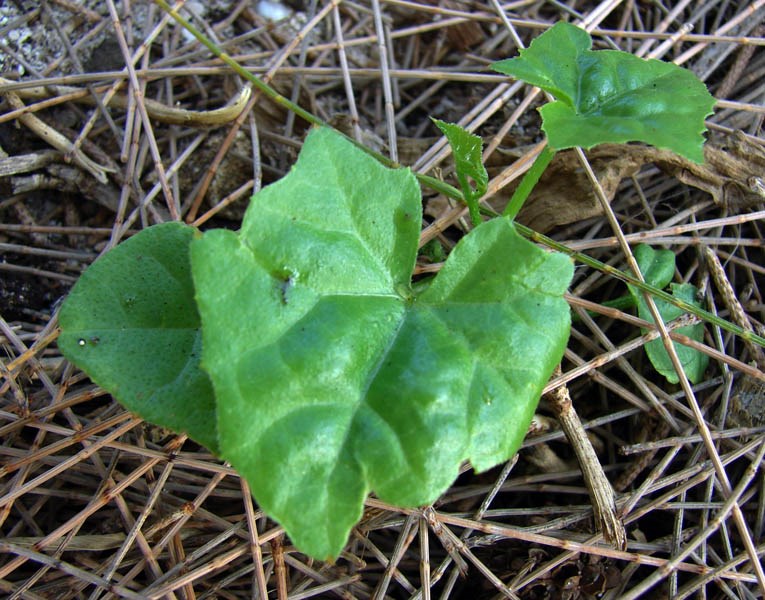 Seedling Coccinia grandis (scarlet-fruited ivy gourd, tam lung); seedling. Sand Island, Midway Atoll. June 01, 2008.