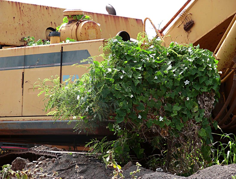Invasive habit Coccinia grandis (scarlet-fruited ivy gourd, tam lung); invasive habit, on excavator. Hulopoe, Lanai. April 05, 2007.