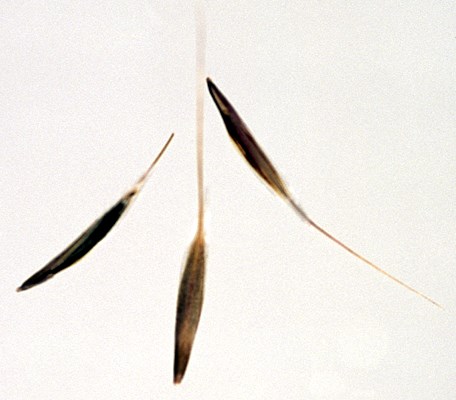 Caryopses Caryopses of B. tectorum.