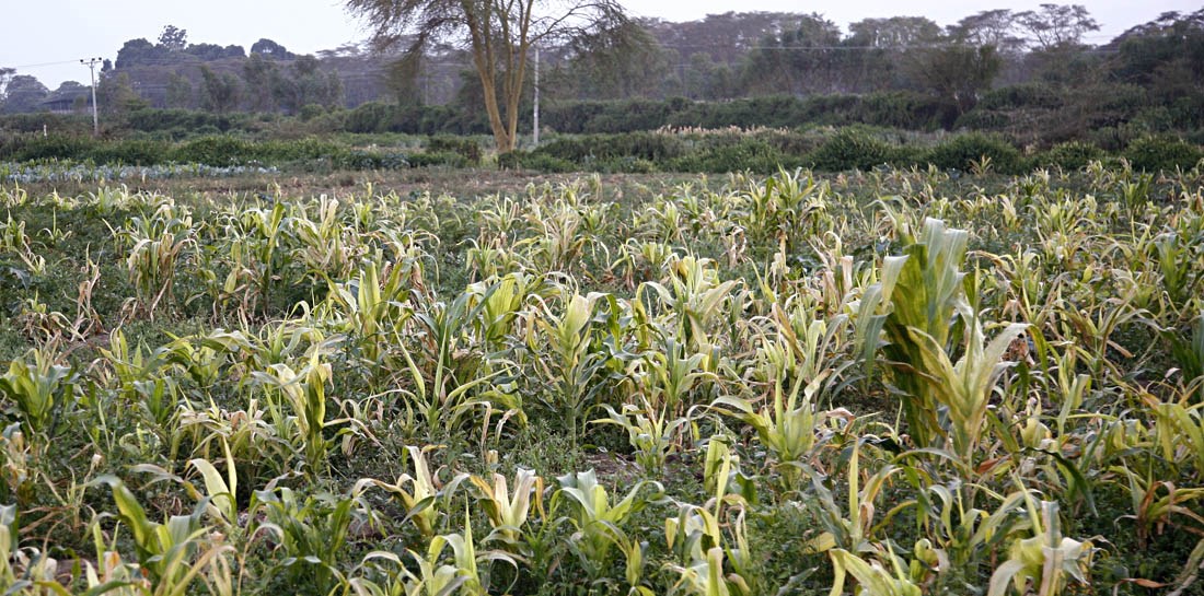 Symptoms Maize lethal necrosis disease symptoms. Naivasha, Kenya. March 2012