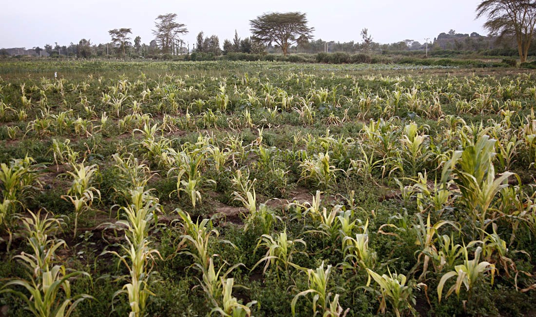 Symptoms Maize lethal necrosis disease symptoms. Naivasha, Kenya. March 2012