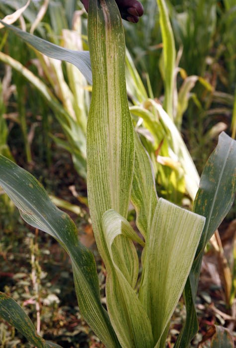 Symptoms Maize lethal necrosis disease symptoms. Naivasha, Kenya. March 2012