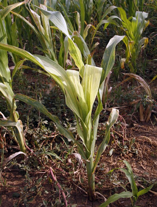 Symptoms Maize lethal necrosis disease symptoms. Naivasha, Kenya. March 2012