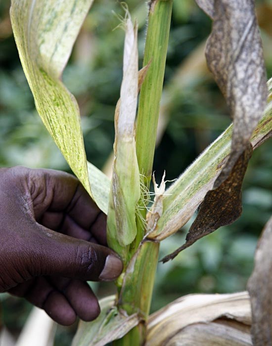 Symptoms Maize lethal necrosis disease symptoms. Naivasha, Kenya. March 2012