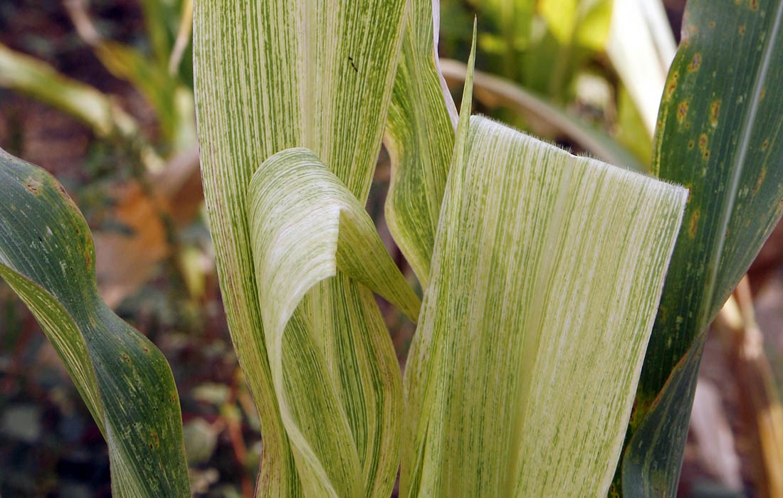 Symptoms Maize lethal necrosis disease symptoms. Naivasha, Kenya. March 2012