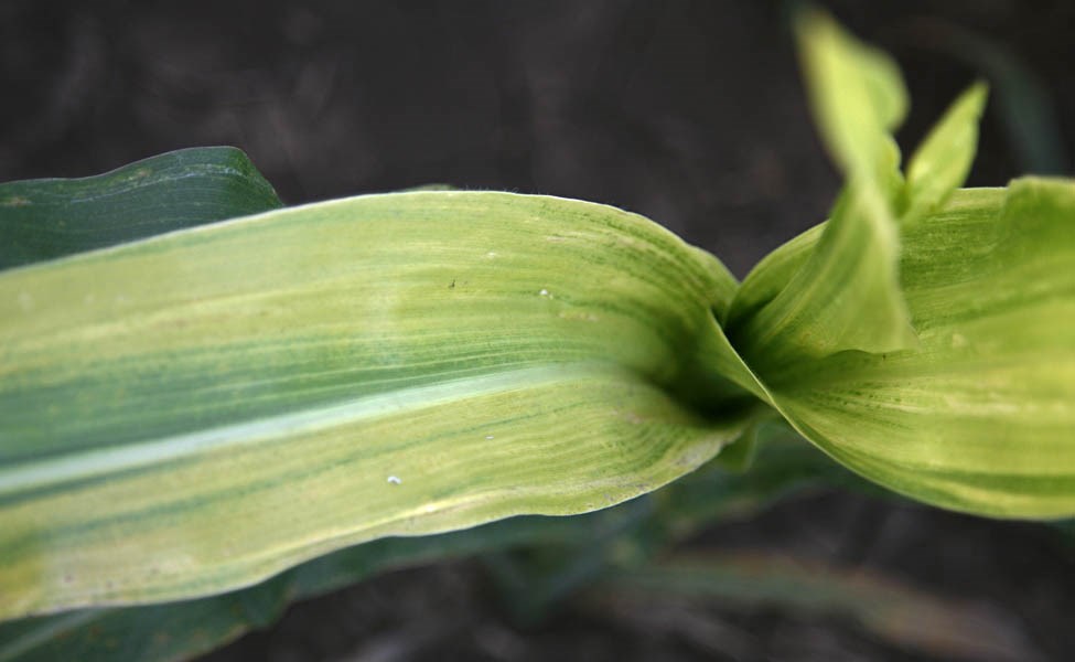 Symptoms Maize lethal necrosis disease symptoms. Naivasha, Kenya. March 2012