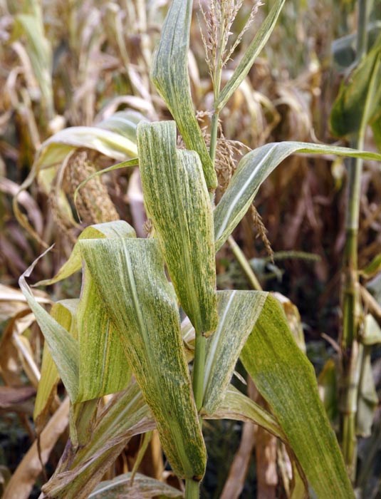 Symptoms Maize lethal necrosis disease symptoms. Naivasha, Kenya. March 2012