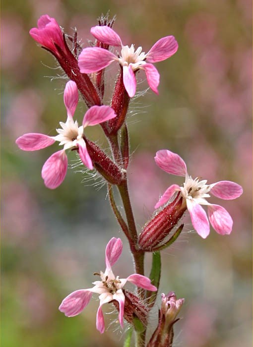Flower Silene gallica (English catchfly); typical flower spike, with pink petals.
