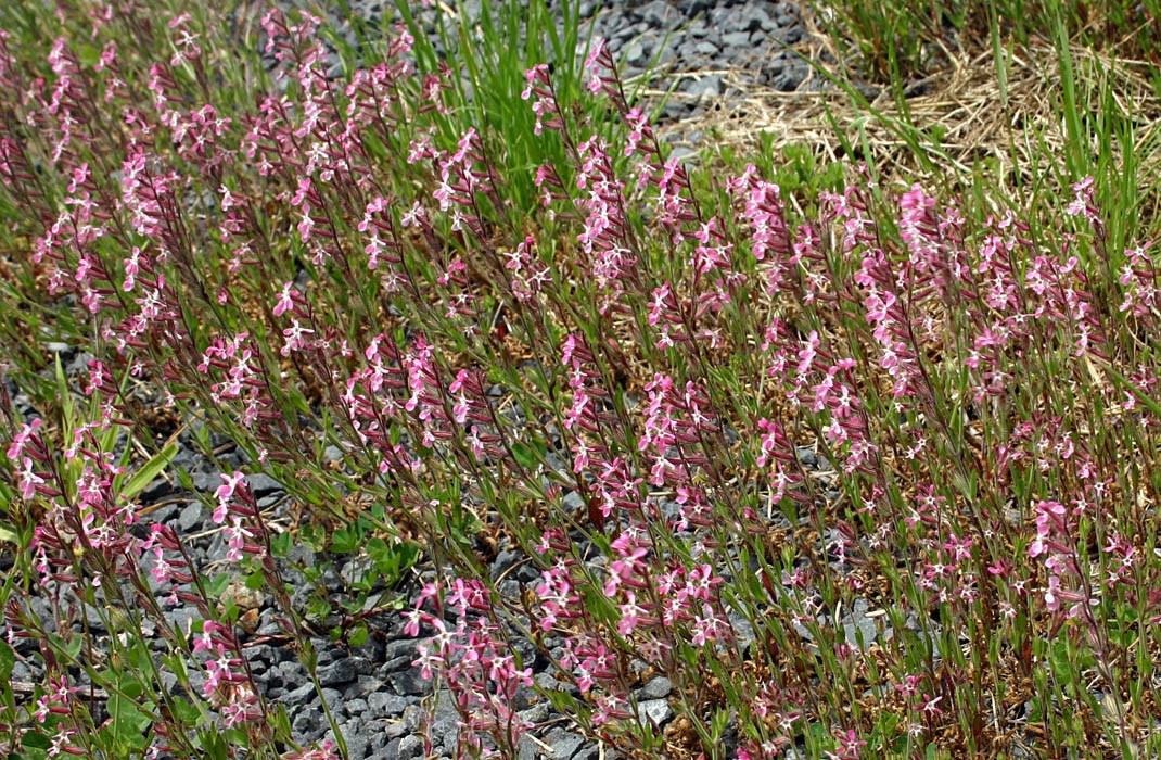 Habit Silene gallica (English catchfly); mass of flowering plants.