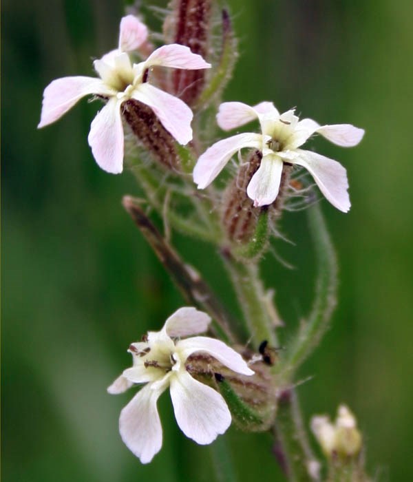 Flowers Silene gallica (English catchfly); flowers with white petals.