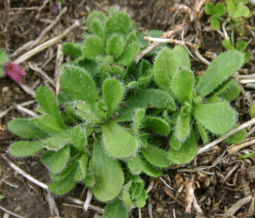 Habit Silene gallica (English catchfly); vegetative rosettes.