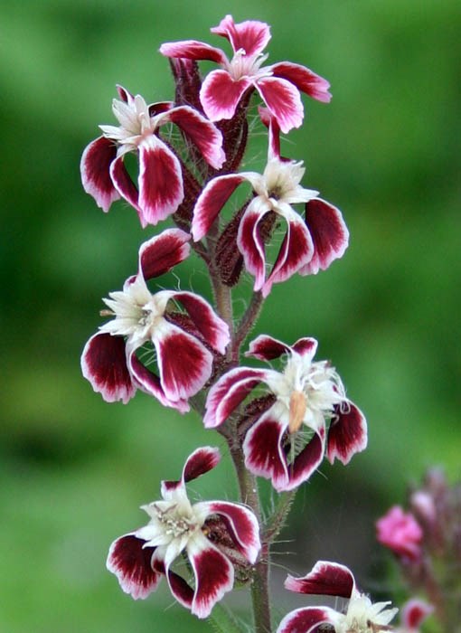 Flowers Silene gallica (English catchfly); flowers with large dark red spots on the petals.
