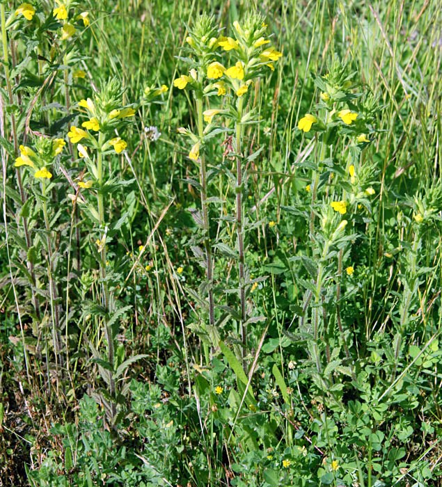 Habit Parentucellia viscosa (yellow glandweed); habit in grassland.