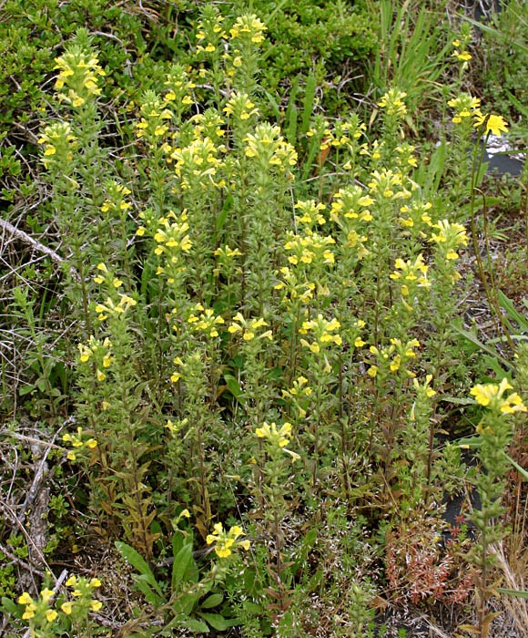 Habit Parentucellia viscosa (yellow glandweed); habit showing flowering plants.