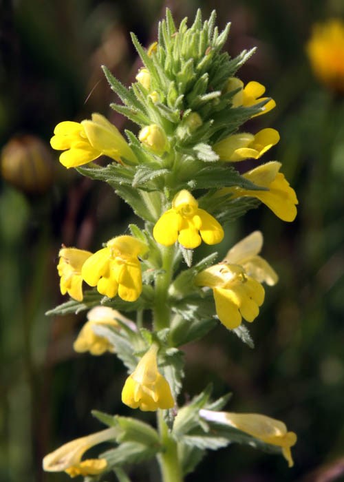Inflorescence Parentucellia viscosa (yellow glandweed); inflorescence.