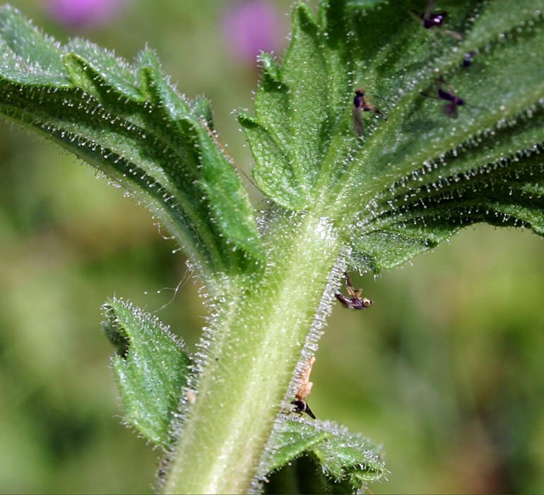 Viscous hairs on stem and leaves Parentucellia viscosa (yellow glandweed); viscous hairs on stem and leaves.