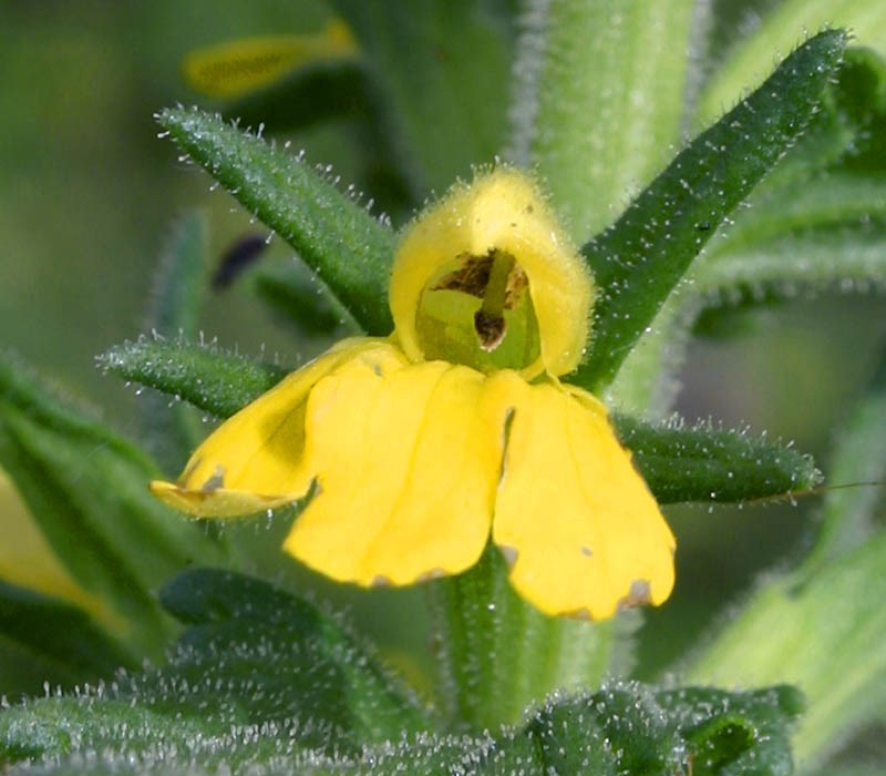 Flower Parentucellia viscosa (yellow glandweed); individual flower.