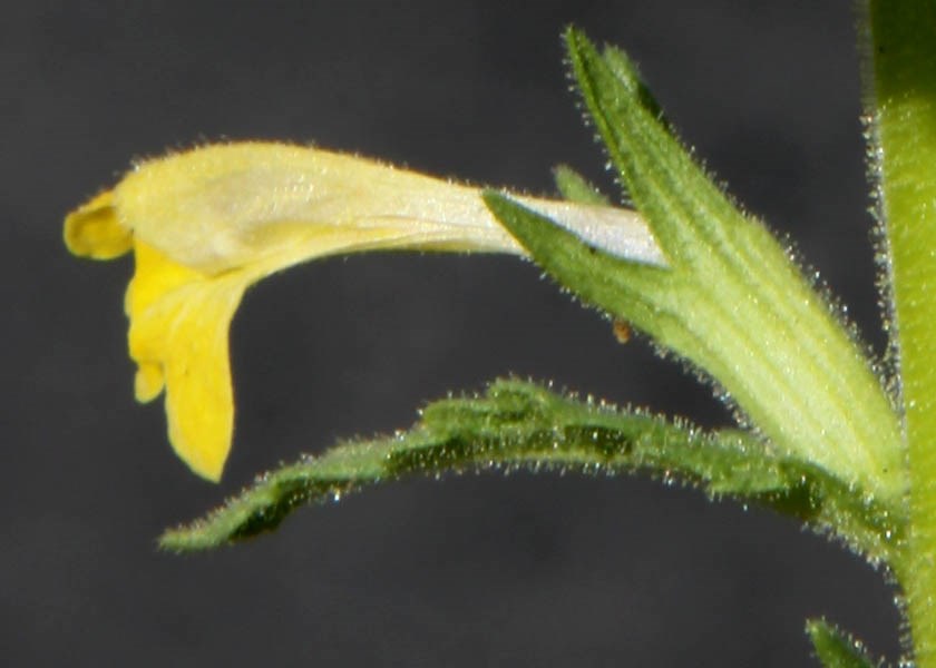 Flower Parentucellia viscosa (yellow glandweed); lateral view of individual flower.