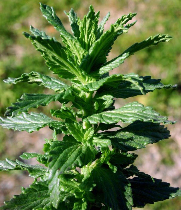 Vegetative shoot Parentucellia viscosa (yellow glandweed); vegetative shoot.