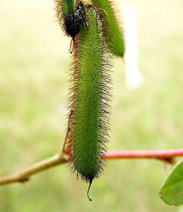 Seed pod Hairy Indigo pod (Indigofera hirsuta pod); May, 2005