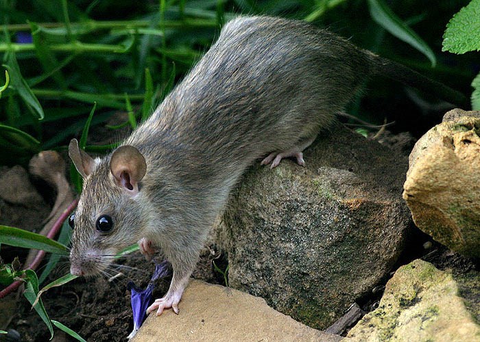 Adult Adult black rat (Rattus rattus). Mission Canyon, Santa Barbara, California, USA. July, 2004.