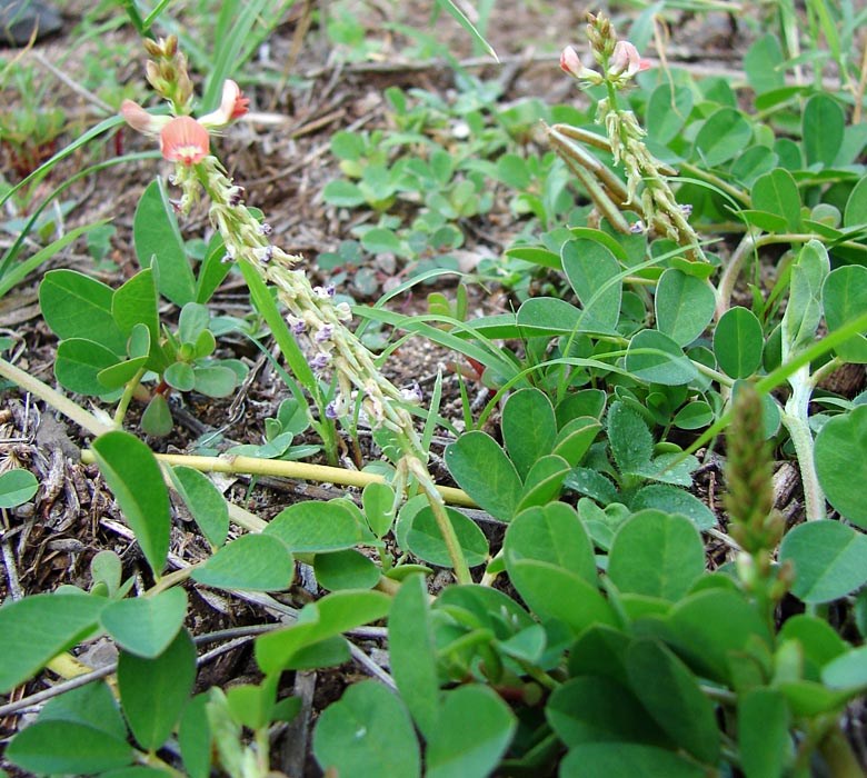 Flower spike and leaves Indigofera spicata (creeping indigo); flower spike and leaves. Honokanaia, Kahoolawe, Hawaii, USA. December, 2008.