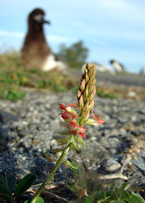 Habit Indigofera spicata (creeping indigo); habit and flowers in Laysan albatross breeding colony. Nimitz Ave., Sand Island, Midway Atoll, Hawaii, USA. June, 2008.