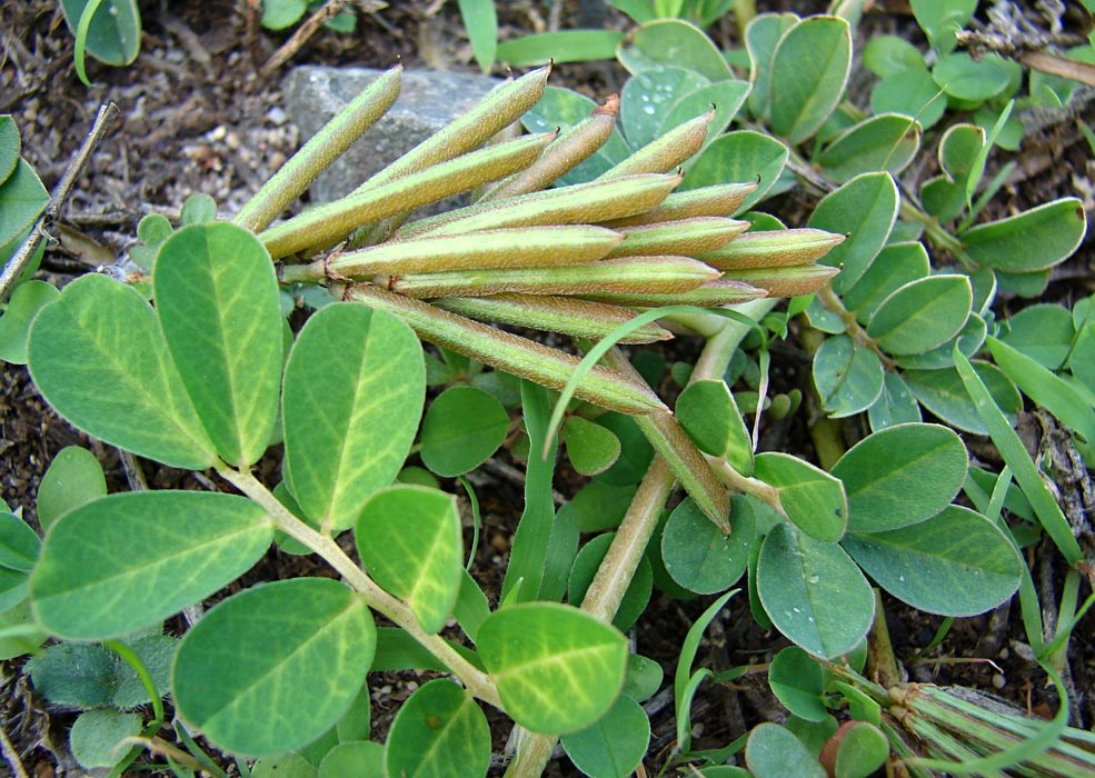 Leaves and seedpods Indigofera spicata (creeping indigo); leaves and seedpods. Honokanaia, Kahoolawe, Hawaii, USA. December, 2008.