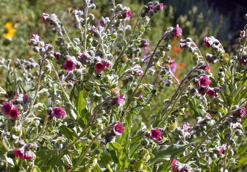 Flowering plant Cynoglossum officinale (hound's tongue); flowering plant. USA.