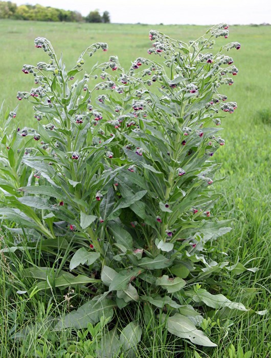 Habit Cynoglossum officinale (hound's tongue); flowering plant. Dunavecse, Hungary.