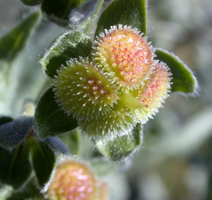 Fruits Cynoglossum officinale (hound's tongue); fruits. USA.