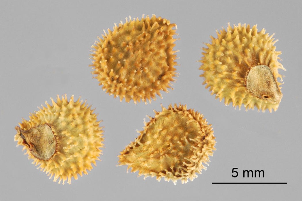 Seeds Cynoglossum officinale (hound's tongue); seeds. (note scale). USA.