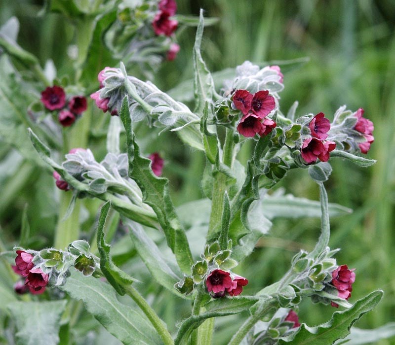 Flowering plant Cynoglossum officinale (hound's tongue); flowering plant. Virngrund, Germany. May, 2006