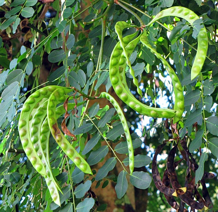 Immature seedpods Adenanthera pavonina (red sandalwood, false wiliwili); immature seedpods. Kahanu Gardens NTBG Kaeleku Hana, Maui, Hawaii, USA. November, 2009.