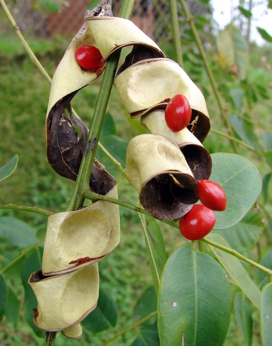 Seeds and dehisced pods Adenanthera pavonina (red sandalwood, false wiliwili); seeds and dehisced pods. Makawao Ranch Acres, Maui, Hawaii, USA. April, 2009.