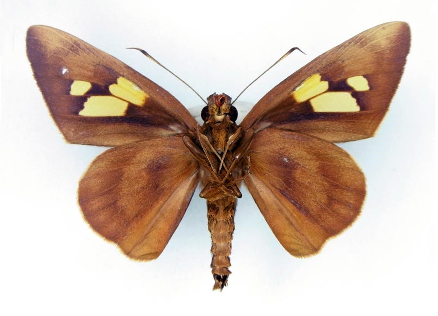 Adult male, underside Erionota thrax (palm redeye, banana skipper, banana leafroller); adult male, underside.